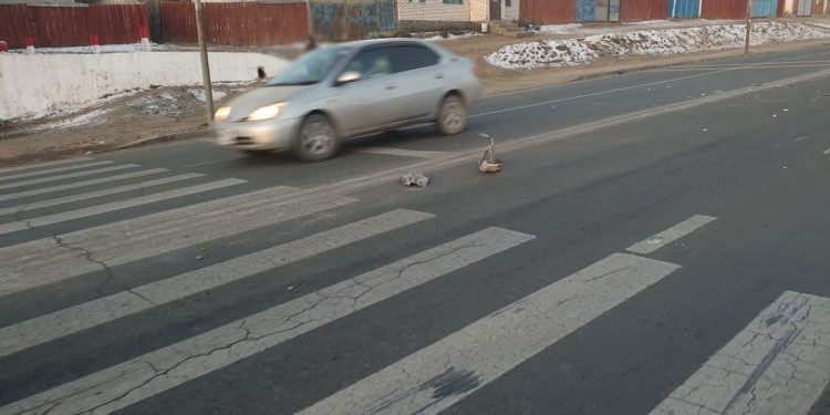 Явган хүний гарцаар гарч явсан 13 настай хүүхдийг мөргөж, амь насыг нь хохироожээ