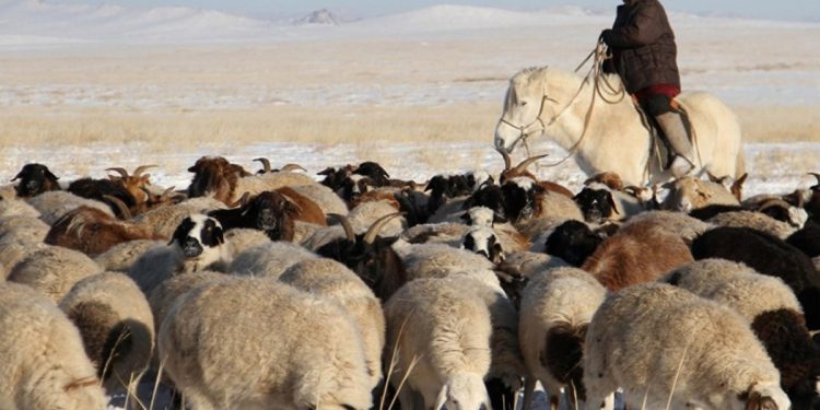 Малчдад малын тооноос хамаарч хүнсний талон олгохоор болов